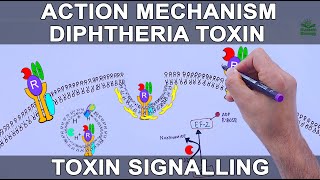 Diphtheria Toxin Action Mechanism  Signalling Pathway [upl. by Alderman]