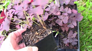 How To Propagate Oxalis Triangularis And Make Lots And Lots Of Them [upl. by Evilo]