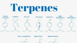 Terpenes And Isoprene Units Explained [upl. by Mloclam964]