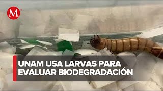 Ingenieros de la UNAM crean método para identificar las bolsas biodegradables [upl. by Holbrooke]