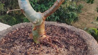 BONSAI PLANT FOR BEGINNER  GUGGUL PLANT  MUKUL PLANT commiphora wightii [upl. by Nallaf]