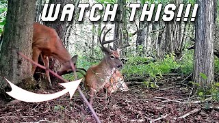 Cant Believe I Caught THIS on Camera Public Land Trail Cam CRAZY NONTYPICAL BUCK [upl. by Tri]