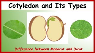 What is Cotyledon Difference between Monocotyledon amp Dicotyledon with Examples  Monocot Vs Dicot [upl. by Ahsurej]