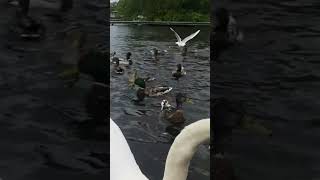 🇮🇪🦢 BABY CYGNETS🐤MUTE SWAN FAMILY🦢POCHARD DUCK🦆MALLARD DUCKS🦆LIKE👍🙏subscribe🙏FULL video IN site😇zen [upl. by Aizatsana]