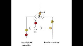 Gate control theory of Pain of Melzack amp Wall [upl. by Atenaz]