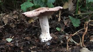 Unknown mushroom growing under Lucombe oak  January 2019 [upl. by Nylrahc628]