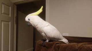 Cockatoo Talking Asks To Go To Bed PARROT VIDEO OF THE DAY [upl. by Assilym]