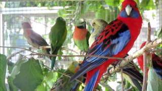 Pennantsittich Platycercus elegans Crimson Rosella Perruche de Pennant [upl. by Alram]