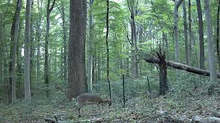 Deer vs Tree Cage shorts [upl. by Naic]