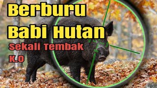 Cara Menembak Babi Hutan  Berburu Di Alam Liar [upl. by Killigrew649]