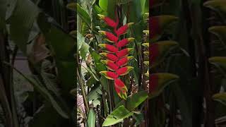 Presta atenção nesta última helicônia plantas jardimheliconia [upl. by Samale955]