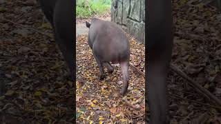 Tapiro che piscia [upl. by Imoyn]