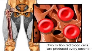 How Red Blood Cells are Made Animation  Formation of RBC Video Structure Function Blood Components [upl. by Ahtnammas]