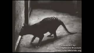 Thylacine footage circa 1930 [upl. by Hardin]