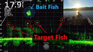 Finding and Catching Suspended Fall Crappie FullScreen LiveScope Fishing Footage Trip 13 [upl. by Suivatal]