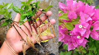 How to grow Bougainvillea from cuttings using sand  Bougainvillea propagation from cuttings [upl. by Schofield]