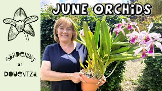 My June Orchids in Bloom  windowsill cattleya news amp sobralia repot [upl. by Adnac]