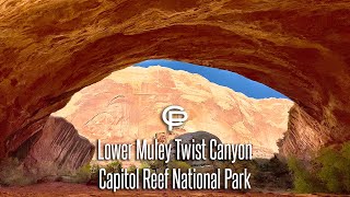 Lower Muley Twist Canyon Solo Backpacking Capitol Reef National Park Utah April 2024 [upl. by Aidnis718]