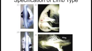 Lecture 9 Apical Ectodermal Ridge [upl. by Eelyab]