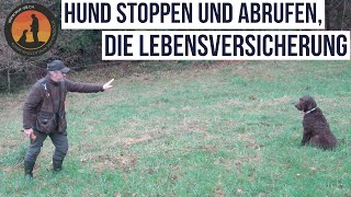 Spielerisch dem Hund „Stopp und Abruf“ Beibringen  Hundeschule UB [upl. by Im]