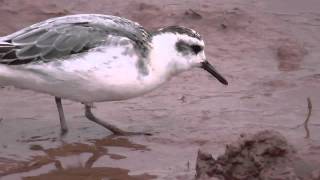 Grey Phalarope [upl. by Murdock]