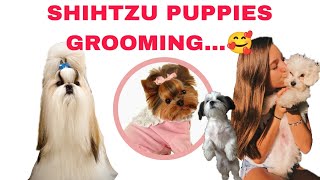 A beautiful haircuts shih tzu  How to groom shih tzu [upl. by Sitelc31]