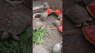 Tortoises eating [upl. by Wanda]