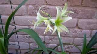 Getting your Amaryllis ready for Dormancy  August [upl. by Landry]