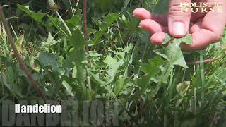 Herbs n Pastures Dandelion [upl. by Olethea]