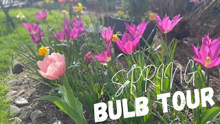 Spring bulb tour 🌷what’s blooming in March in zone 8 [upl. by Berner577]