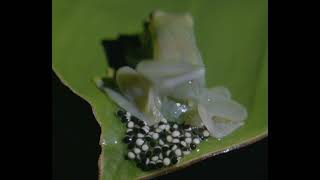 Glass frog in the amplexus position😱 [upl. by Carolann15]