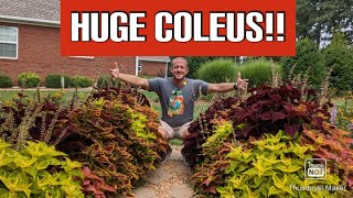 How to Grow Coleus  A StepbyStep Guide 🌻🌻🌻🌻 [upl. by Isadora14]