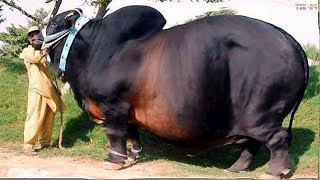 WOW Amazing Biggest Cow in The World  New Agriculture Technologies [upl. by Elohcim481]