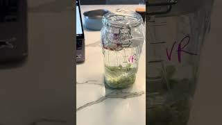 Module 2 Lactic Acid Fermentation set up video 2  Veronica Ragay [upl. by Ardnuas]