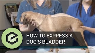 How to Manually Express Your Pets Bladder [upl. by Gaye]