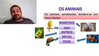 Animais Vertebrados e Invertebrados [upl. by Esikram]