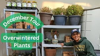 Overwintering Plants amp Bulbs In My Garage  Winterizing Plants [upl. by Dorette256]