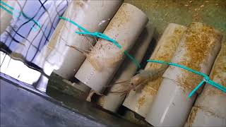 CrayFish Moulting in AquaPonics System [upl. by Luamaj]