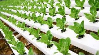 Hydroponic Gardening  Grow Organic Plants Fast [upl. by Mcleod]