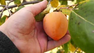 Englands Persimmon Tasting 2024  American Hybrid Efforts [upl. by Yesor185]