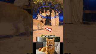 My buddy help them go viral 😂 catlover funnycat funnyvideo [upl. by Aramac]