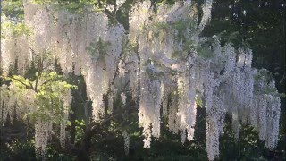 White Wisteria [upl. by Ilahsiav615]