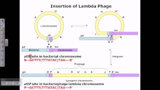 Lysogenic cycle of lambda phage [upl. by Adnwahsal]