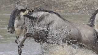 CROSSING GRUMETI RIVER [upl. by Steere]