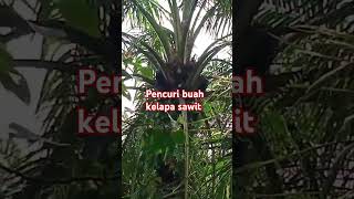 Pencuri kelapa sawit sawit petani [upl. by Esiuol90]