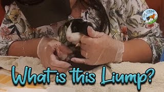 Guinea pig with extreme hard lump  A urethral stone abscess or cyst [upl. by Nnewg]