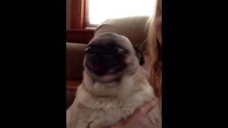 Screaming Drama Pug [upl. by Pietje]