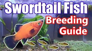 Swordtail Fish Breeding Guide How Often Do They Get Pregnant How to Spot Pregnant Swordtail Fish [upl. by Illac195]