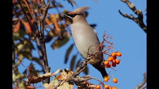 Bohemian Waxwings Bridlington East Yorkshire 221023 [upl. by Claud]