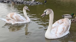 Young Swans calling out to their family  Mute Swan sounds [upl. by Cohbath]